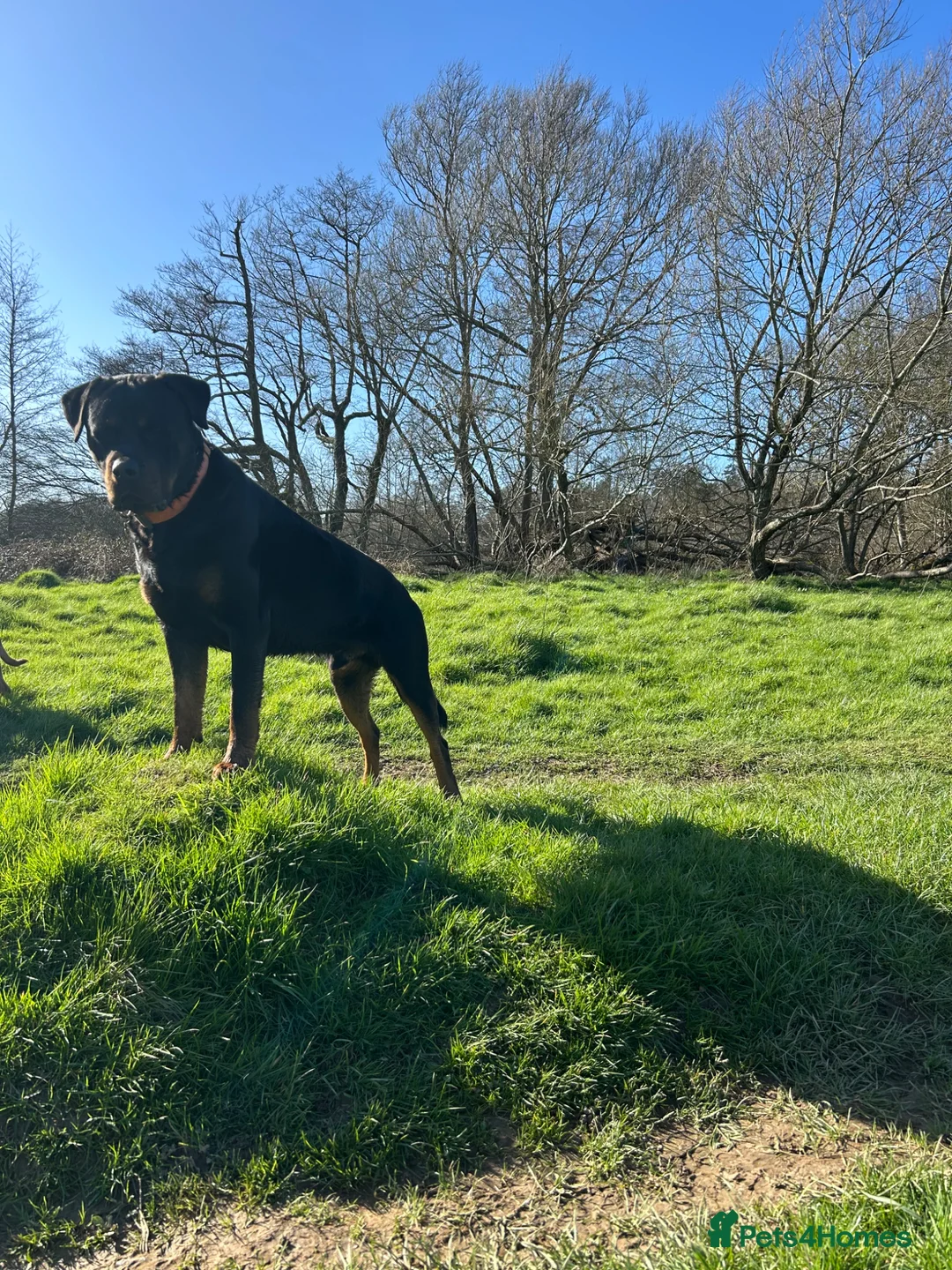 Mixed Breed dogs for stud: Male Mastweiler for Stud!! - Advert 5
