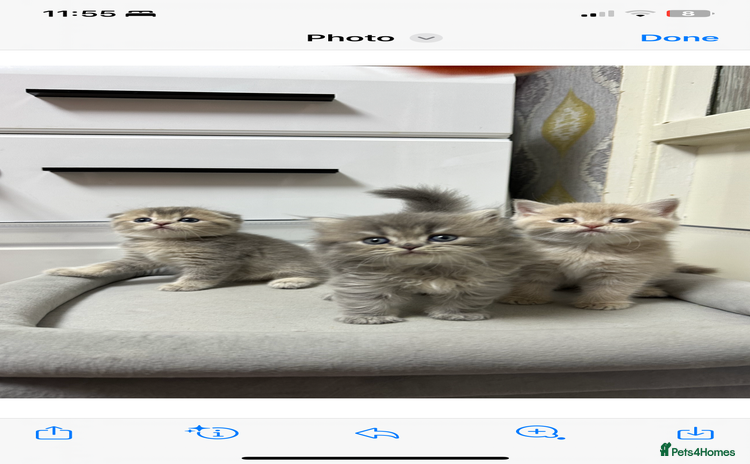 Scottish Fold cats - Advert 1