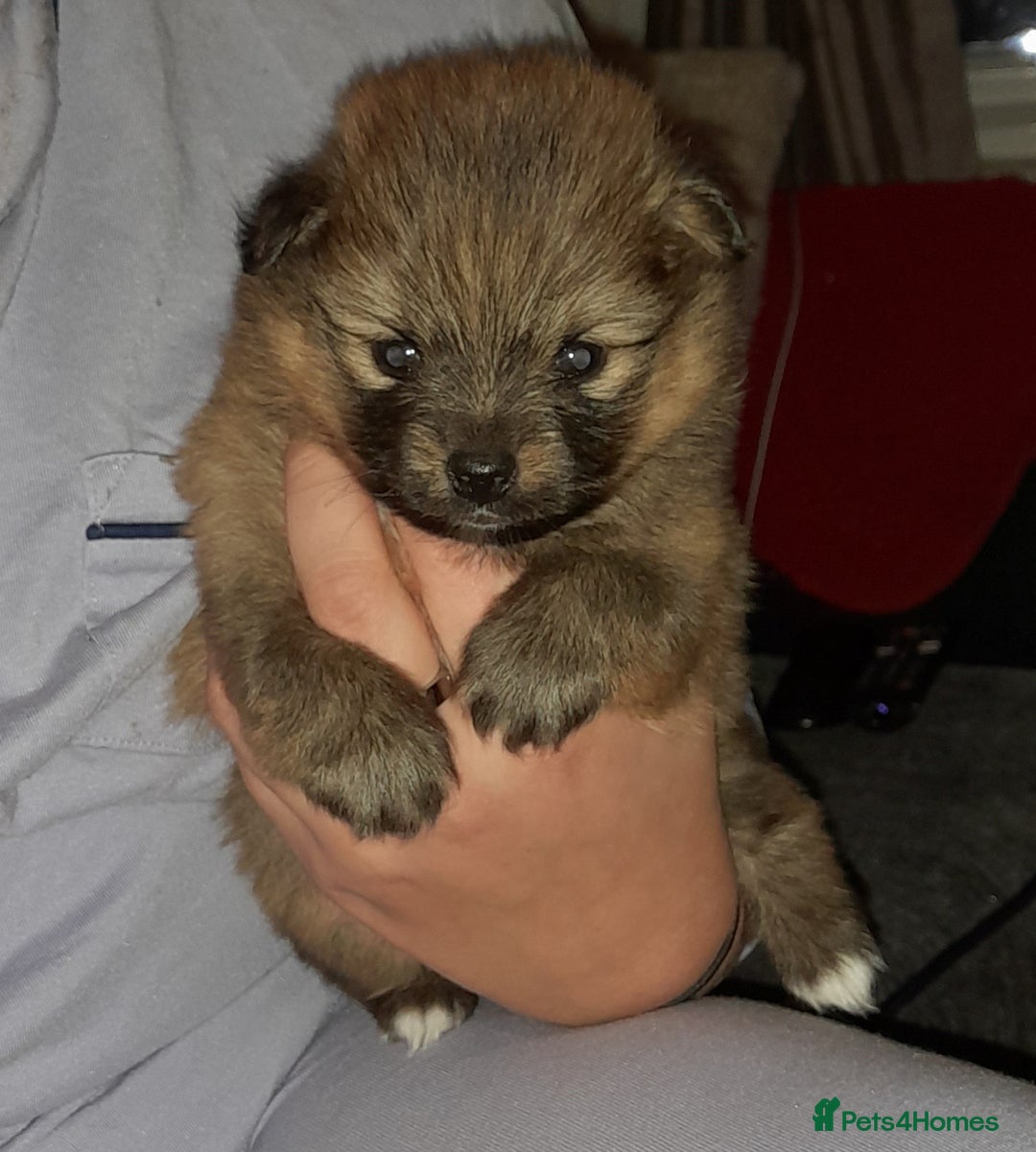 Pomchi dogs for sale: Boy pomchis  - Advert 2