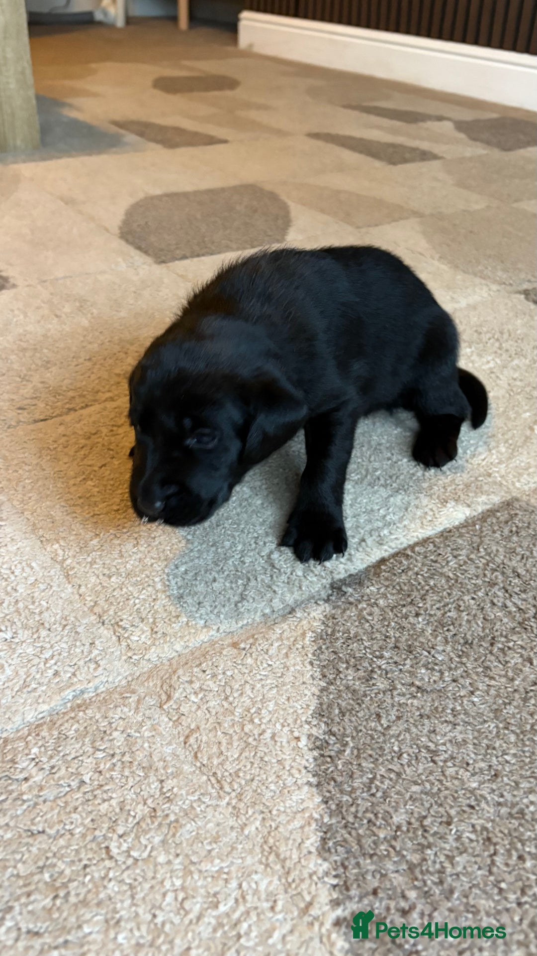 Labrador Retriever dogs for sale: KC Registered Labrador Puppies Ready 24th November - Image 16