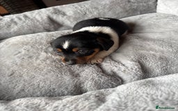 Jack Russell dogs for sale: Jack Russell pups - Image 10