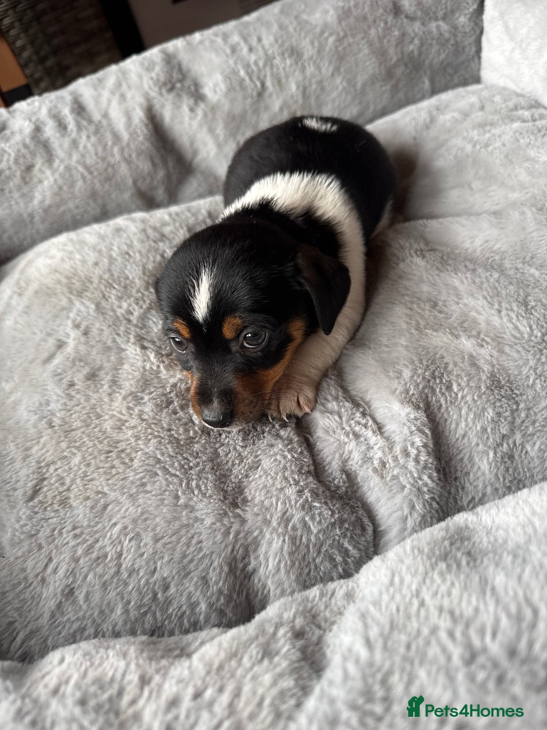 Jack Russell dogs for sale: Jack Russell pups - Image 10