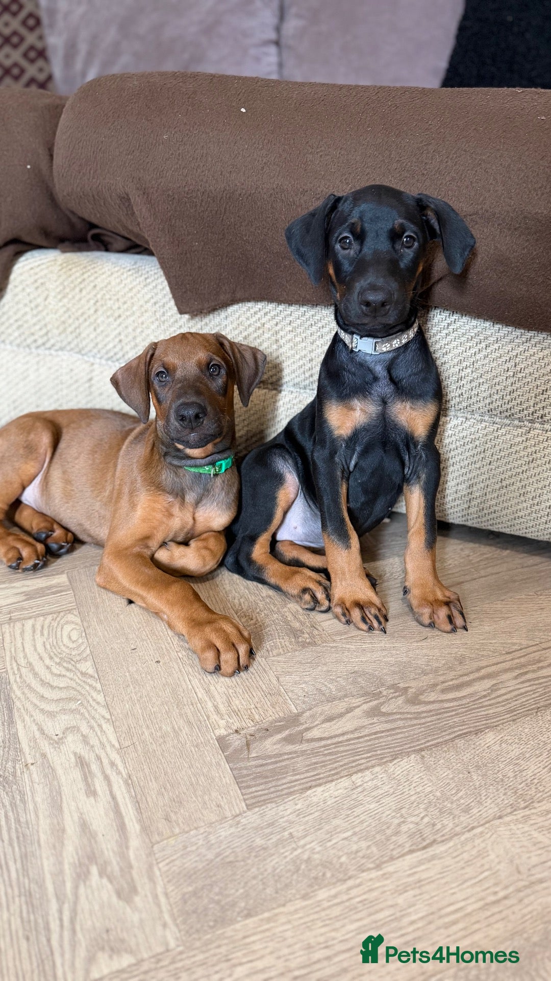 Dobermann dogs 1 M & F READY TO LEAVE NOW!! | Doberman pups!  - Advert 12