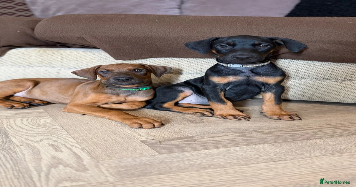 Dobermann Puppies for sale in England | Pets4Homes