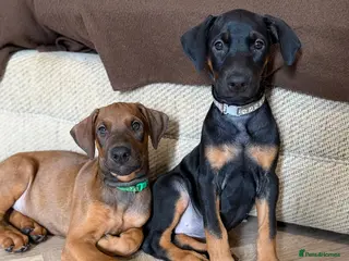 Dobermann dogs 1 M & F READY TO LEAVE NOW!! | Doberman pups! - Advert 12