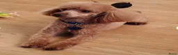 Toy Poodle dogs for sale: Toy poodle puppies  - Advert 21