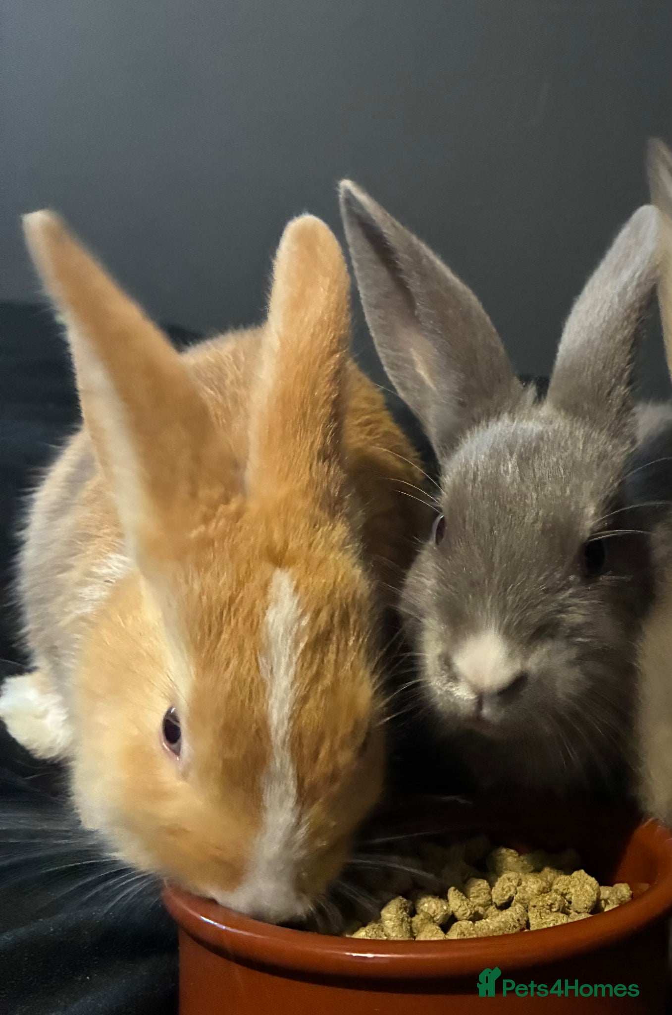 Mixed Breed rabbits Mini lop X Rex bunnies  - Advert 5