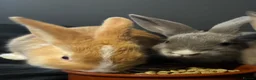 Mixed Breed rabbits for sale: Mini lop X Rex bunnies  in Wolverhampton - Advert 1