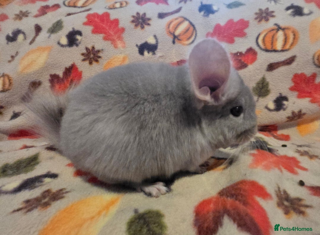 Chinchilla rodents for sale: Gorgeous Female Chinchilla  - Image 13