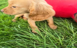 Cocker Spaniel dogs for sale: 6 Show type cocker spaniel puppies  - Image 4