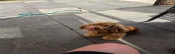 Cocker Spaniel dogs for sale:  Show Cocker Spaniel looking for a loving new home - Advert 4