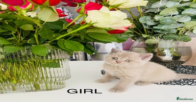 British Shorthair cats - Advert 6