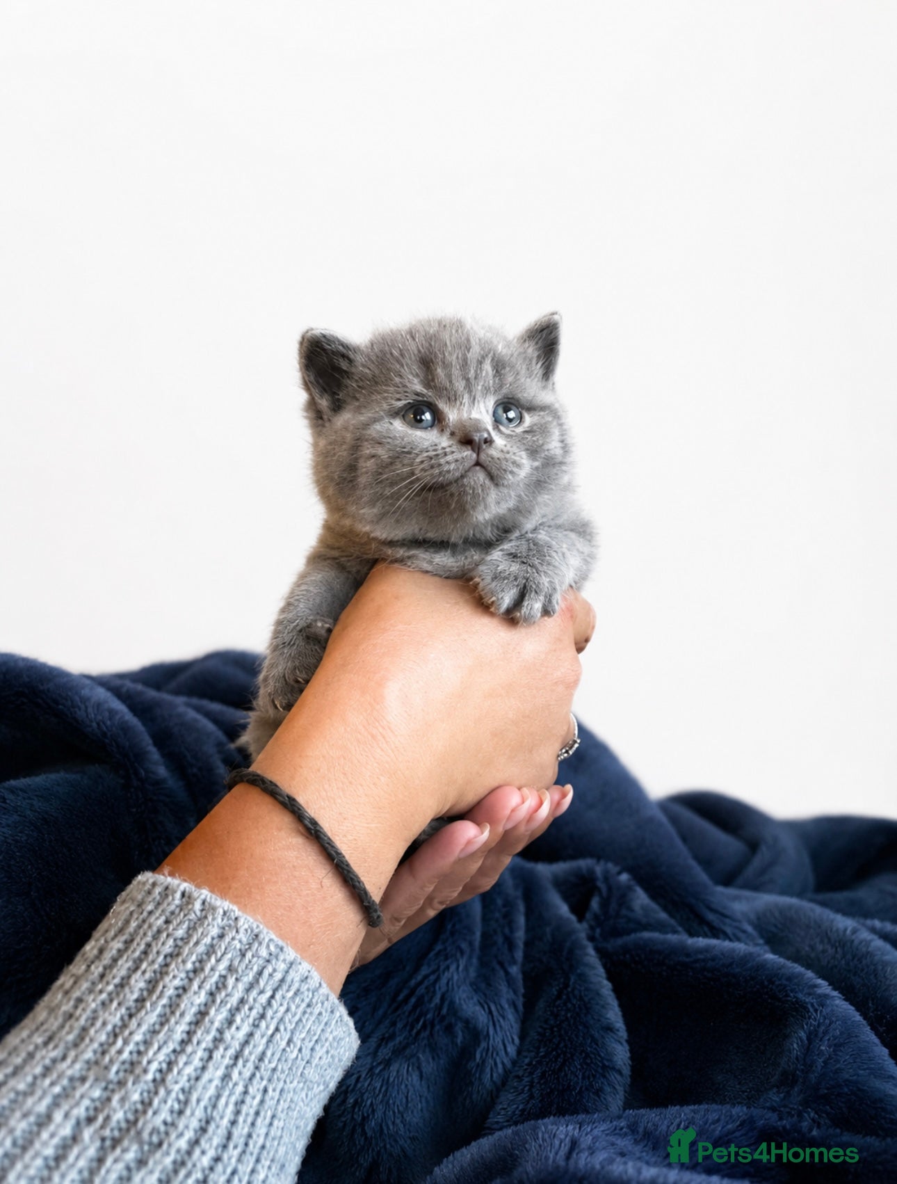 British Shorthair cats Pure British Shorthairs - ready 25th may - Advert 18