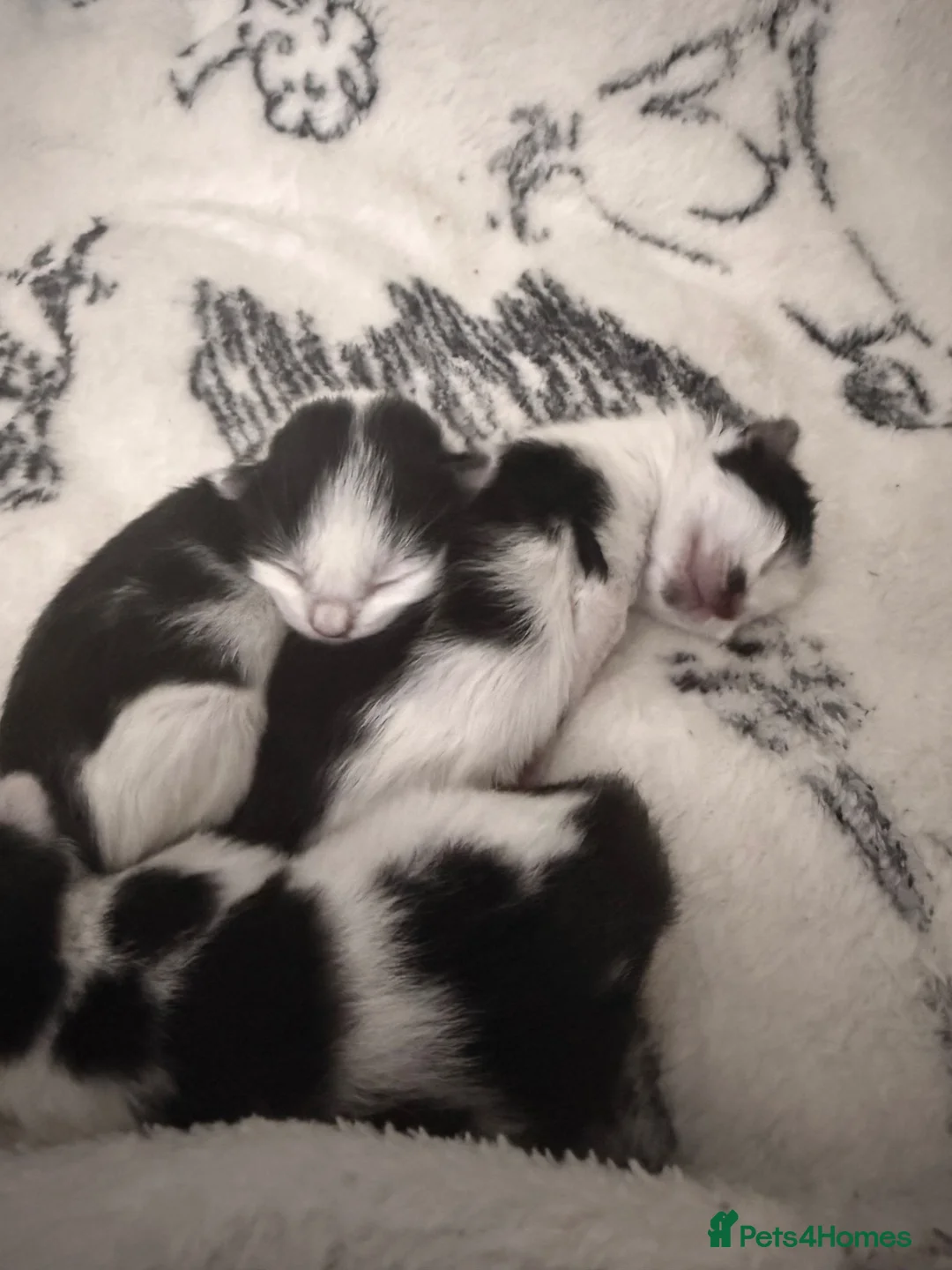 Bombay cats for sale: Beautiful tuxedo kittens  in Torquay - Advert 9