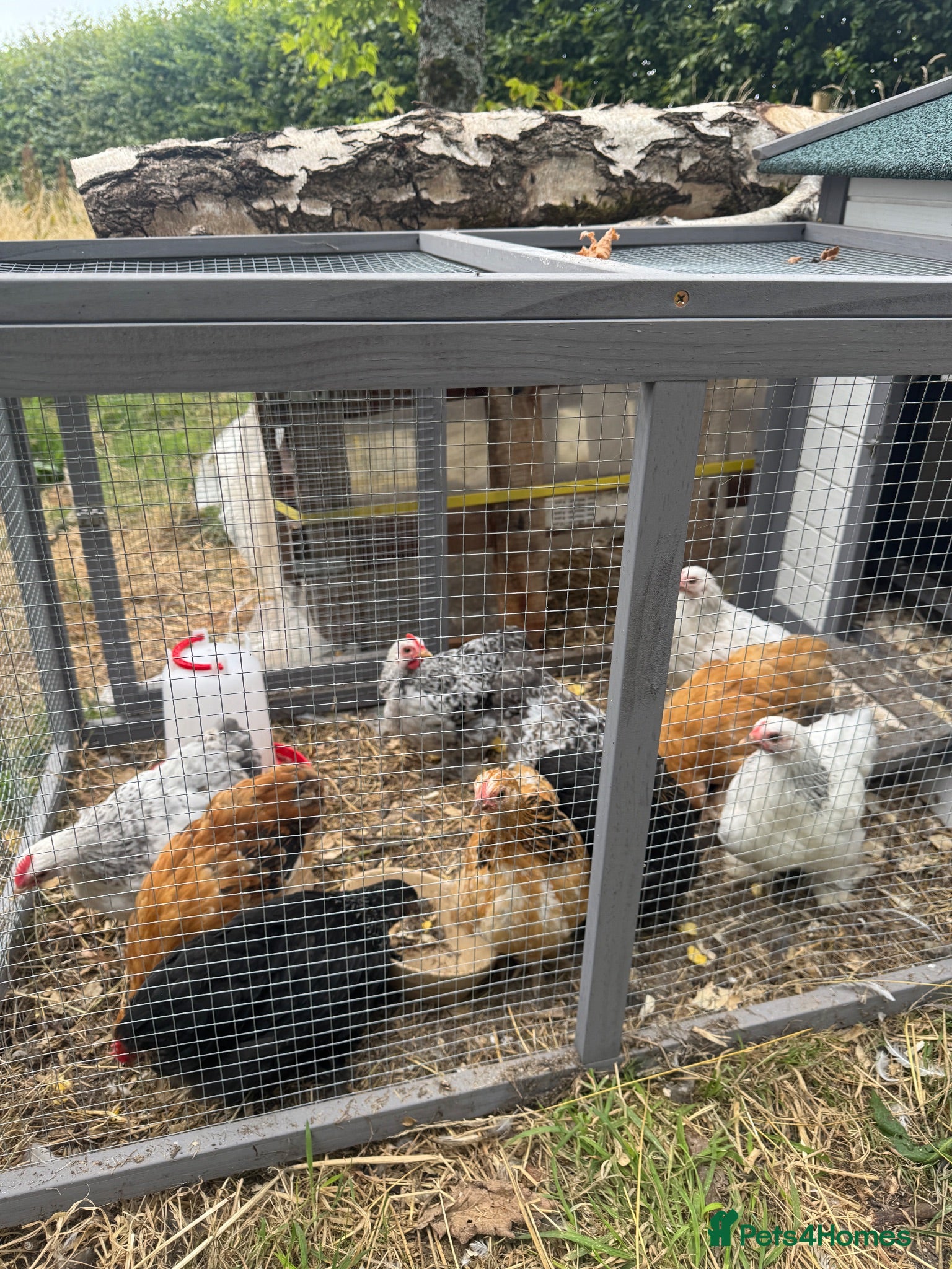 Chickens poultry Pekin Chicken Bundle x4 hens x1 Cockerel 🐓  - Advert 1