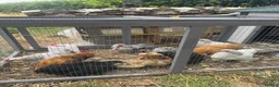 Chickens poultry for sale: Pekin Chicken Bundle x4 hens x1 Cockerel 🐓  in Carnforth - Advert 1
