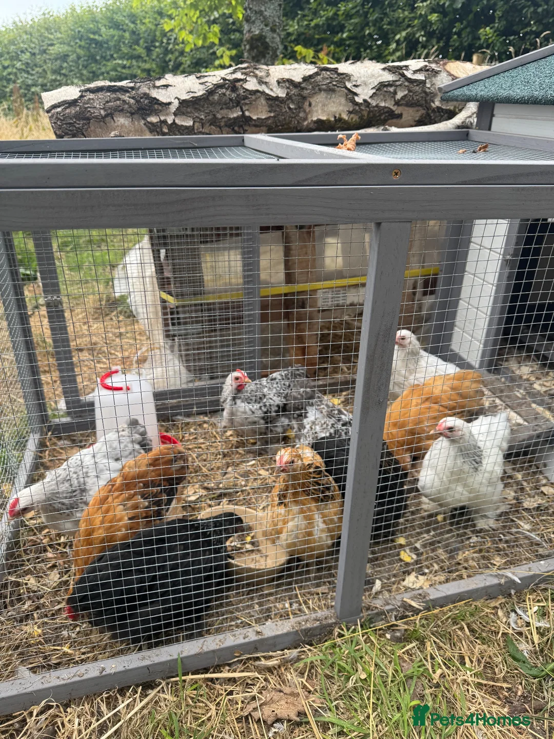 Chickens poultry for sale: Pekin Chicken Bundle x4 hens x1 Cockerel 🐓  in Carnforth - Advert 1