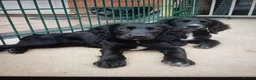 Cocker Spaniel dogs for sale: 1 FEMALE  AND 1 MALE  AVAILABLE  COCKER PUPS  - Advert 9
