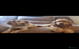 Cocker Spaniel dogs for sale: 3 boy Golden Cocker Spaniel puppies  - Image 10