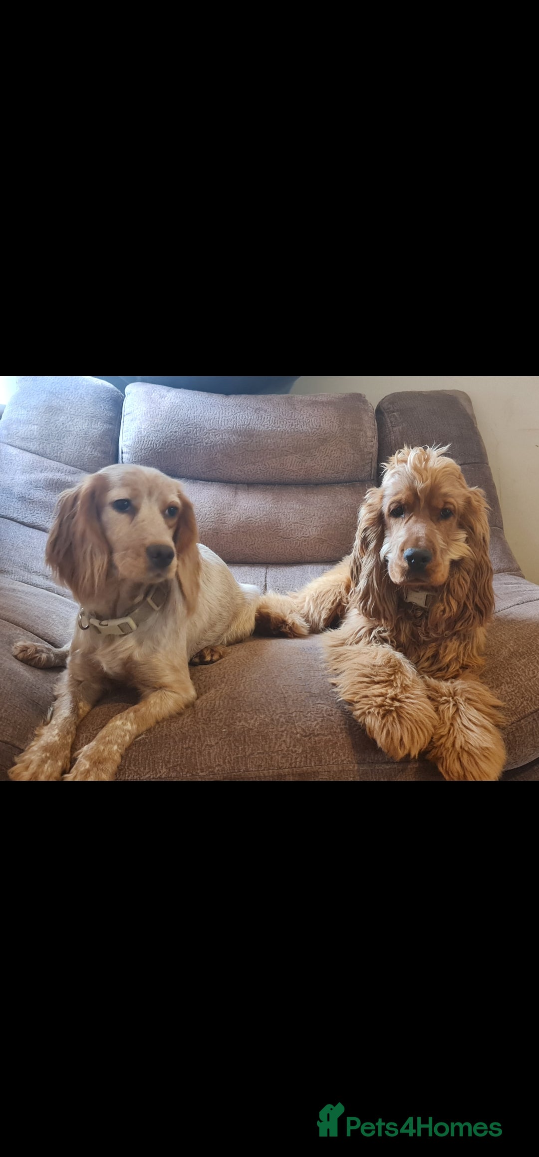 Cocker Spaniel dogs for sale: 3 boy Golden Cocker Spaniel puppies  - Image 10