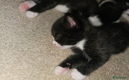 Ragdoll cats for sale: 3 kittens ragdoll mixed breed - Image 3