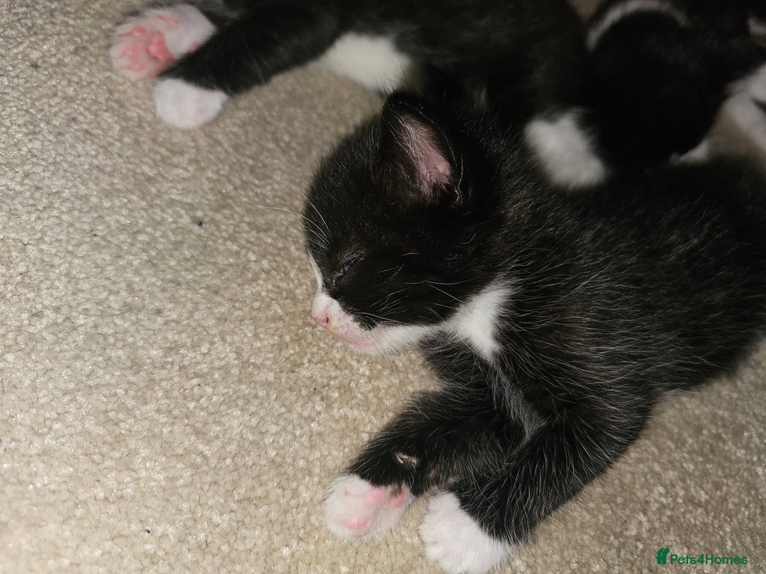 Ragdoll cats for sale: 3 kittens ragdoll mixed breed - Image 3