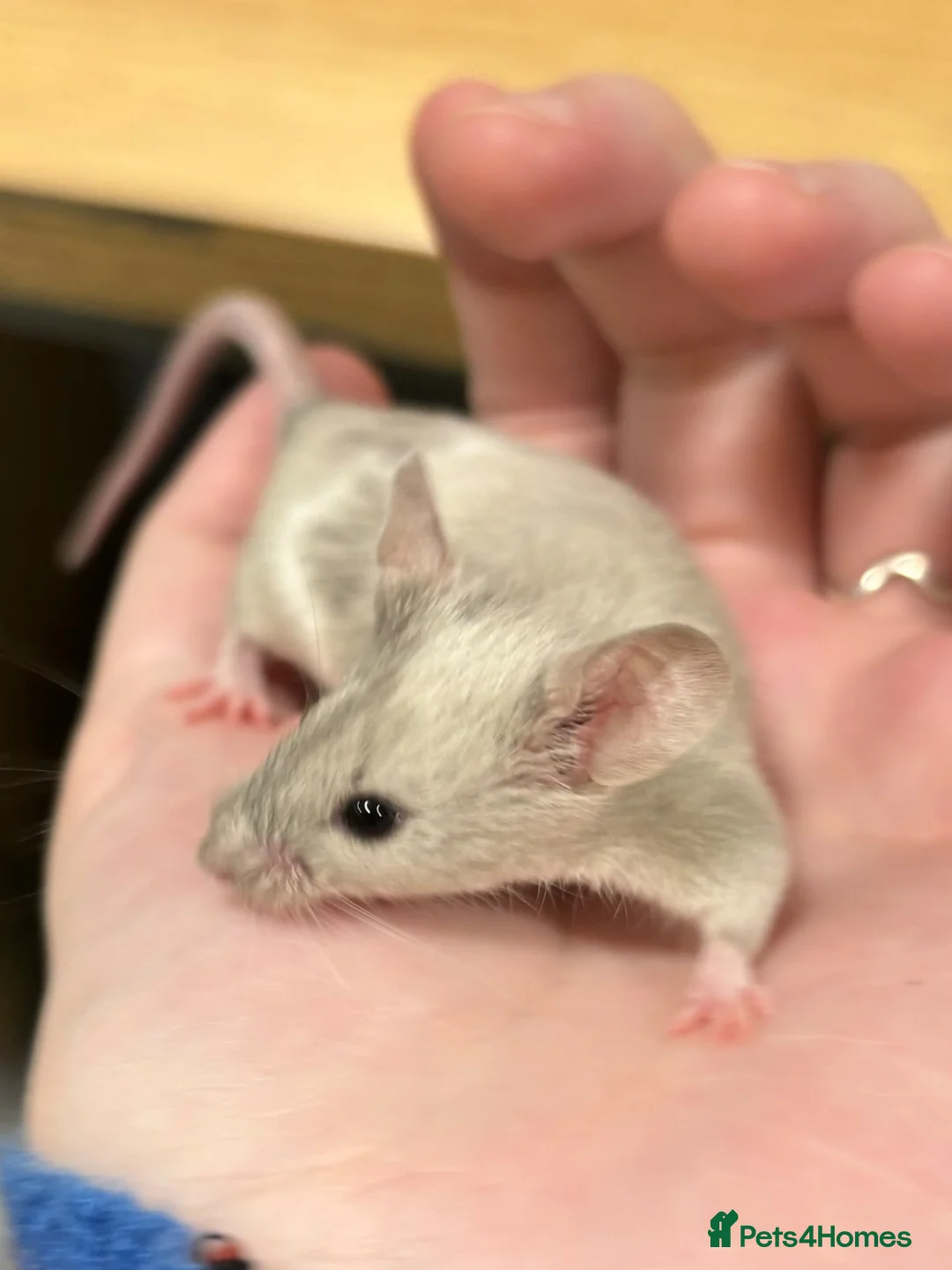Mouse rodents for sale: Female Fancy Mouse, In Need Of A Loving Home in Farnham - Advert 2