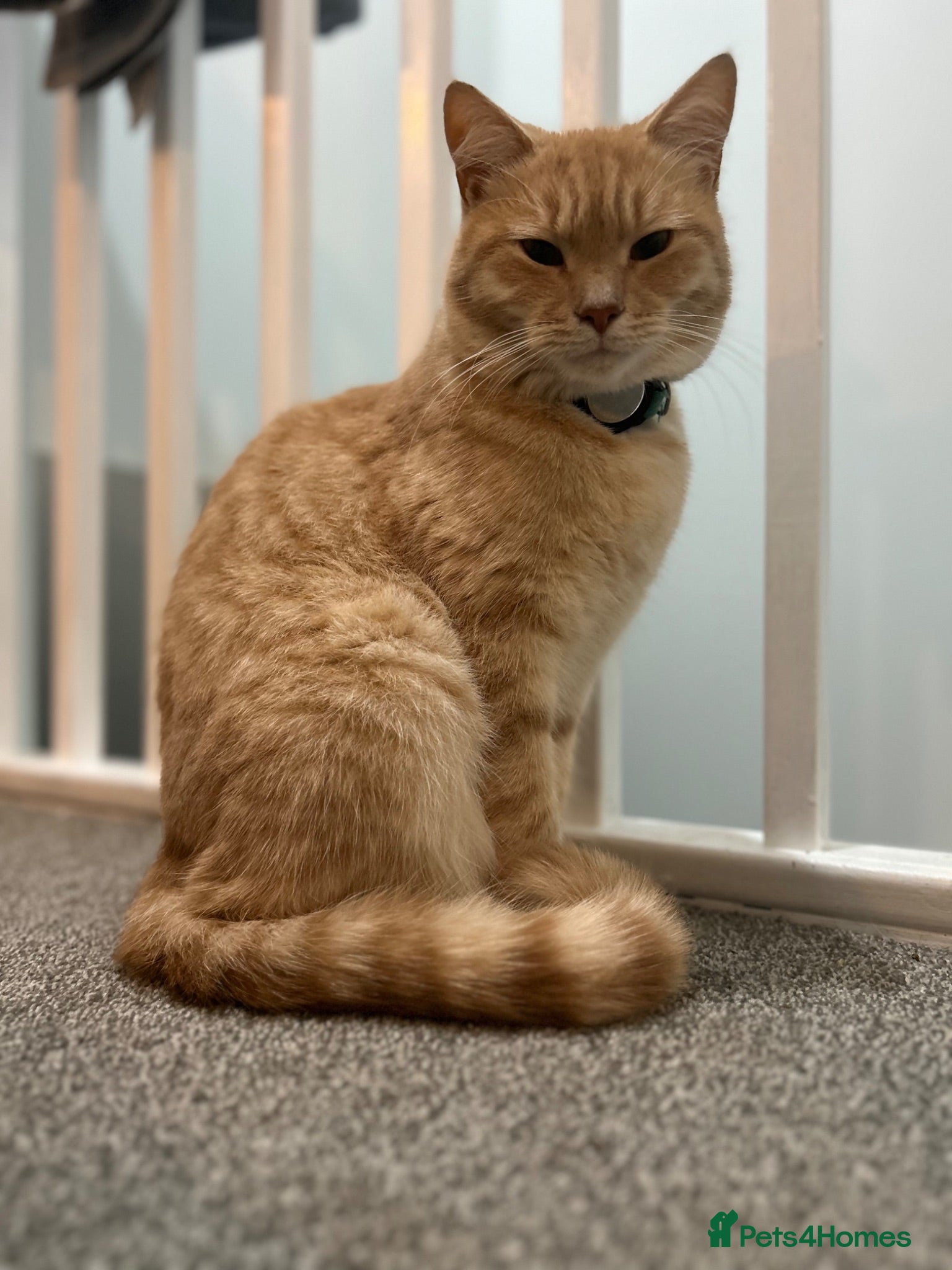 Mixed Breed cats  Rehoming  - Advert 1