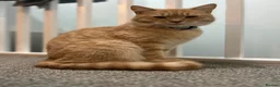 Mixed Breed cats for sale:  Rehoming  - Advert 1