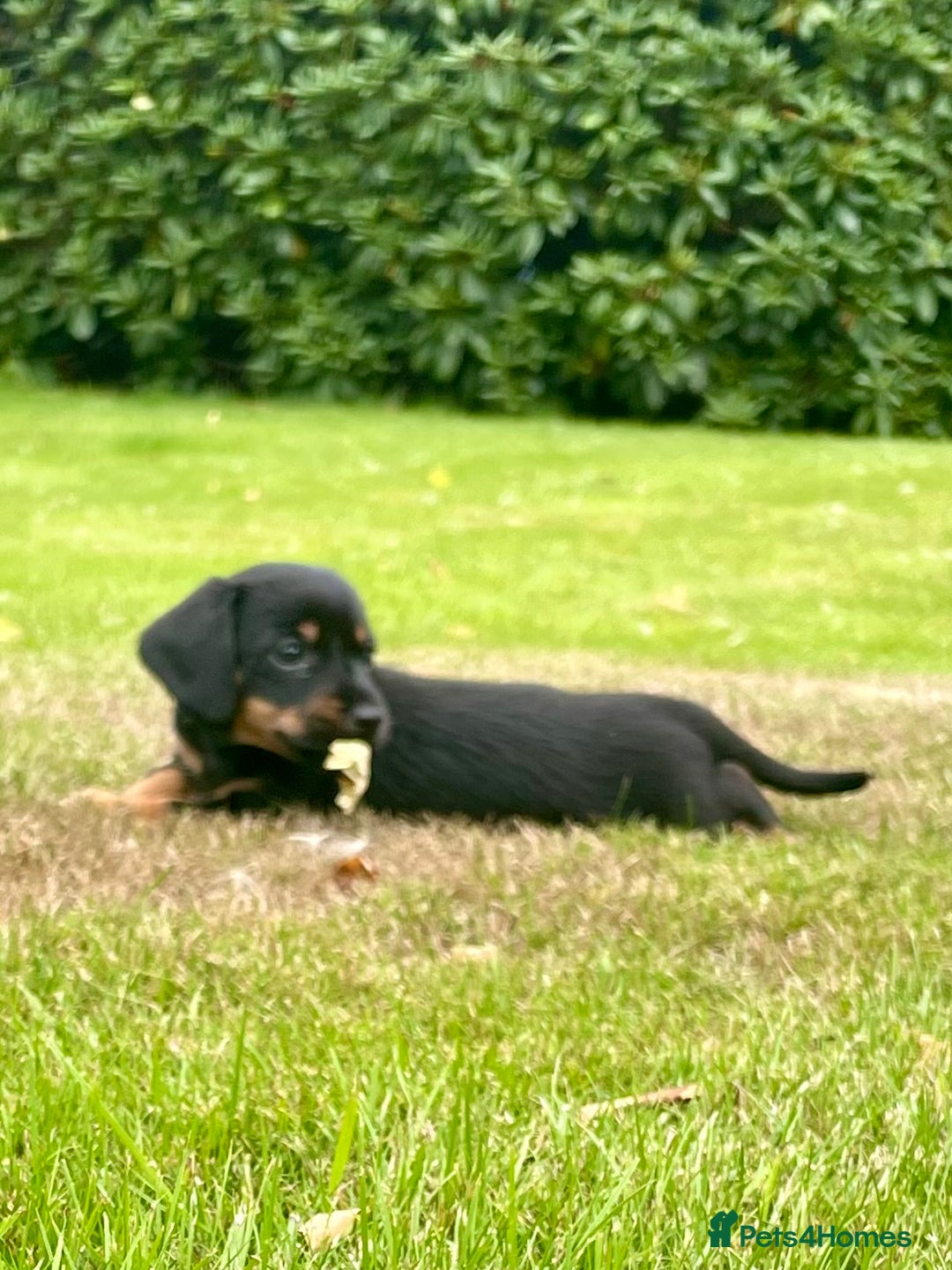 Mixed Breed dogs for sale: Norfolk Sausages Mini Dachshund x Norfolk terrier  - Image 11