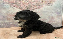 Cockapoo dogs for sale: 🐶*READY NOW*🐶  Stunning show type F1 Cockapoos  - Image 5
