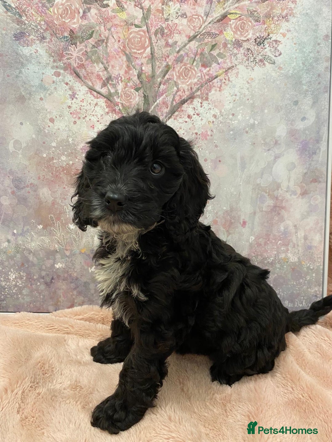 Cockapoo dogs for sale: 🐶*READY NOW*🐶  Stunning show type F1 Cockapoos  - Image 5