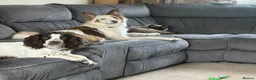 Welsh Collie dogs for sale: Welsh Collie - Advert 4