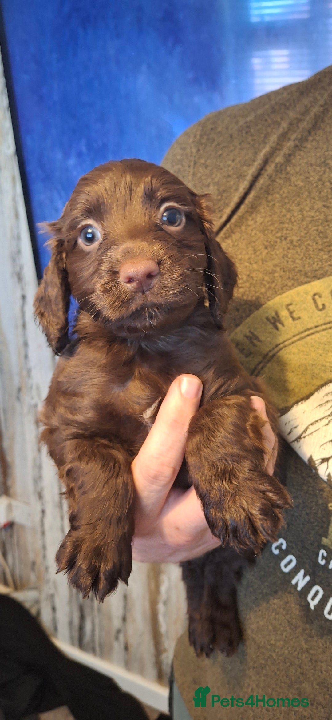 Cockapoo dogs for sale: Cockapoos for sale - Image 4