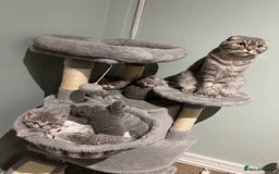 Scottish Fold cats for sale: Scottish fold and Scottish straight kitten - Advert 7