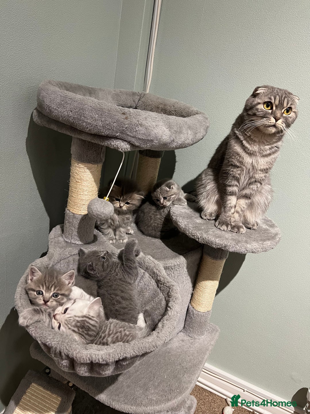 Scottish Fold cats for sale: Scottish fold and Scottish straight kitten - Advert 7