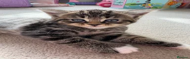 Boy 3