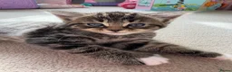 Mixed Breed cats for sale: Beautiful, friendly tabby kittens  - Advert 6