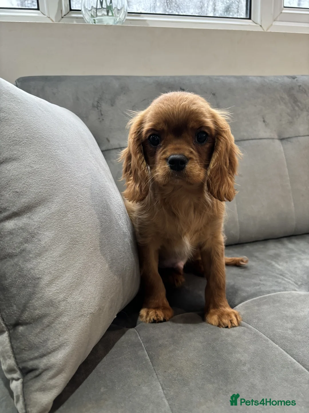 Cavalier King Charles Spaniel dogs for sale: Trained King Charles Cavaliers - Advert 2
