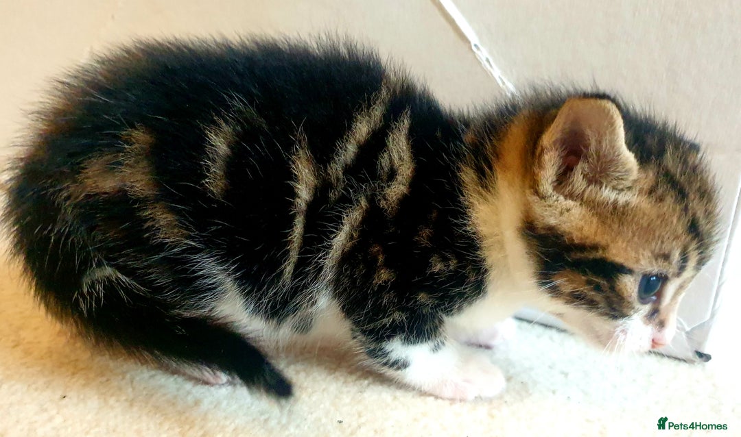 Mixed Breed cats for sale: Sweet Black & White & Tabby Kittens - Image 6