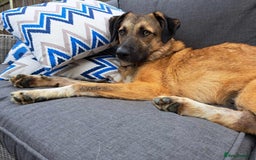 Mixed Breed dogs for adoption: Levi - Norwich Norfolk  - Image 13