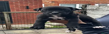 Cane Corso 5