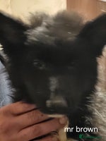German Shepherd dogs - Advert 15