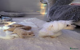 Maltipoo dogs for sale: Quality At it's Finest. From Ch Parents Multipoo - Image 5