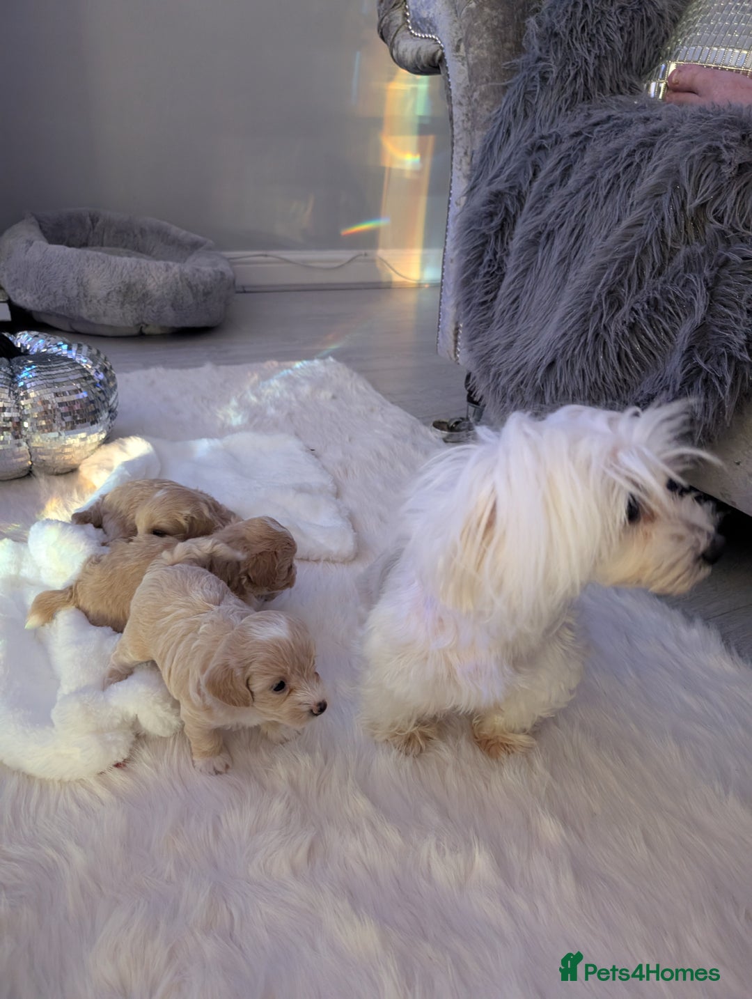 Maltipoo dogs for sale: Quality At it's Finest. From Ch Parents Multipoo - Image 5