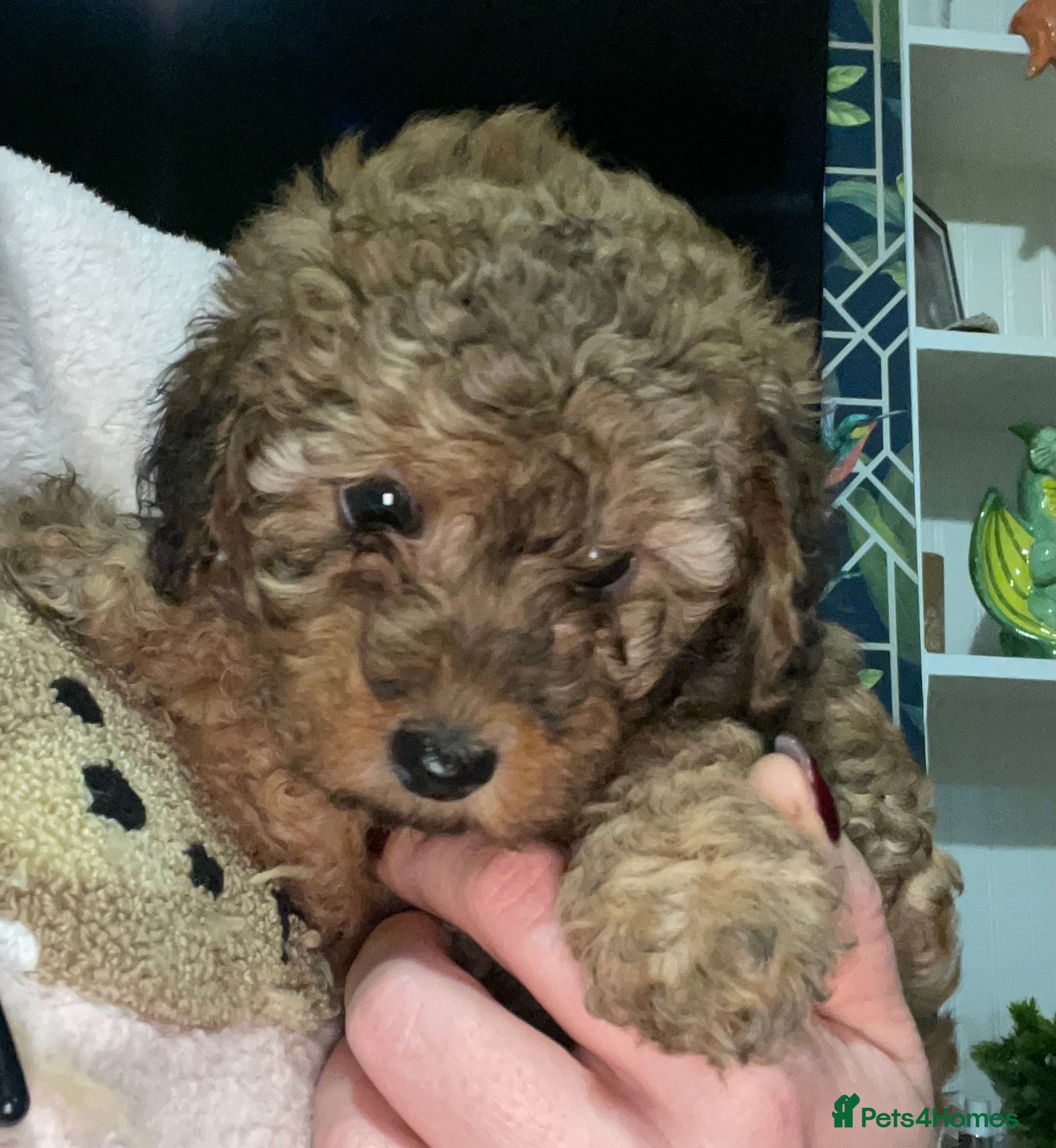 Doxiepoo dogs Stunning Doxipoo puppies  - Advert 4