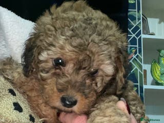 Doxiepoo dogs Stunning Doxipoo puppies - Advert 2