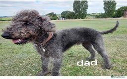 Mixed Breed dogs for sale: Greyhound x Bedlington terrior pups - Image 10