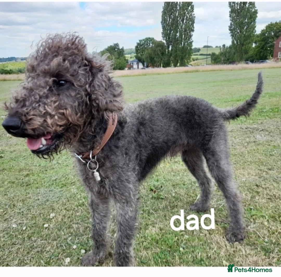Mixed Breed dogs for sale: Greyhound x Bedlington terrior pups - Image 10