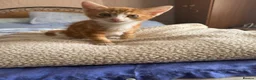 Mixed Breed cats for sale: 3 kittens for sale - Advert 8